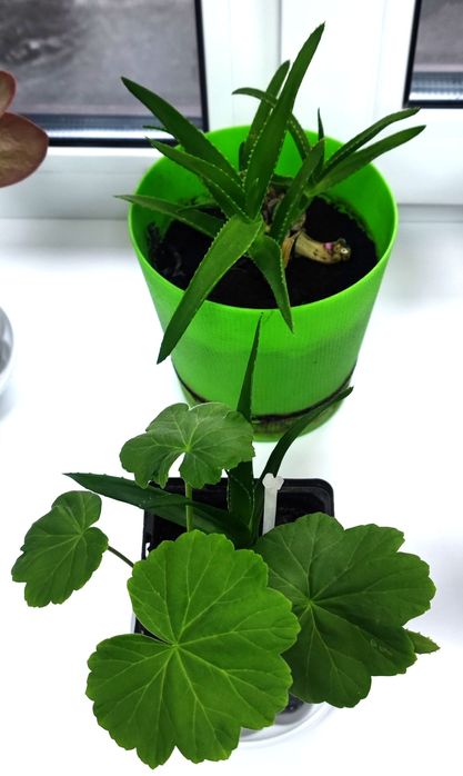 Кімнатні квіти недорого