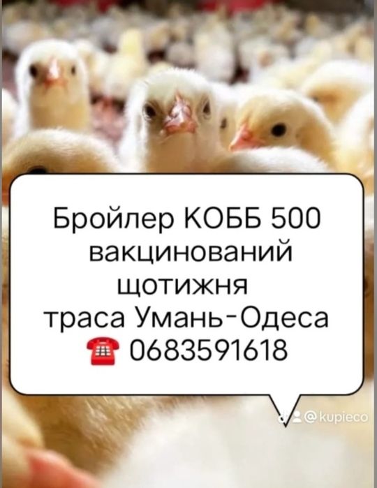 Бройлер суточный цыпленок