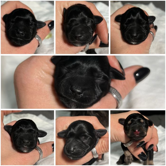 Цвергшнауцер. Доступне бронювання щенків