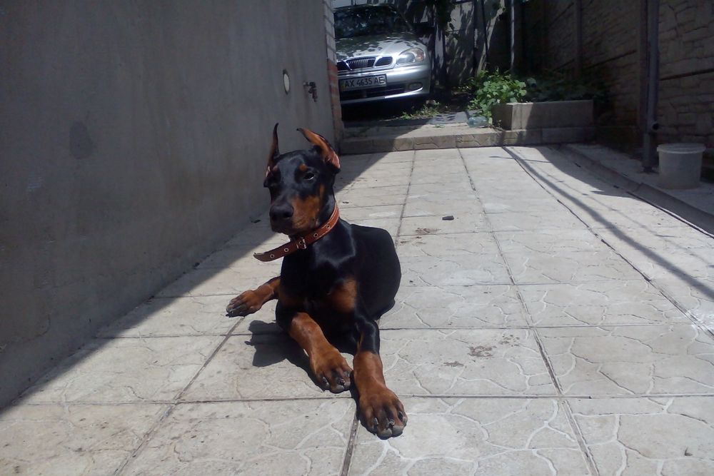 Доберман  вязка           .