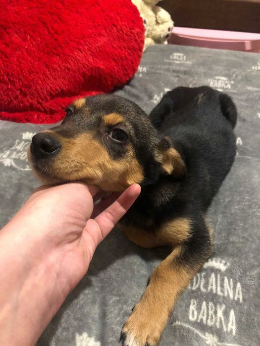 Маленька собачка в добрі руки