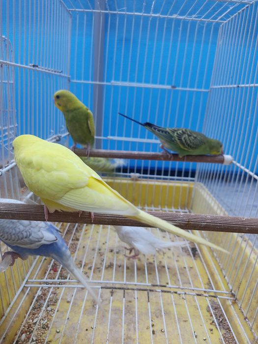 Periquitos australianos