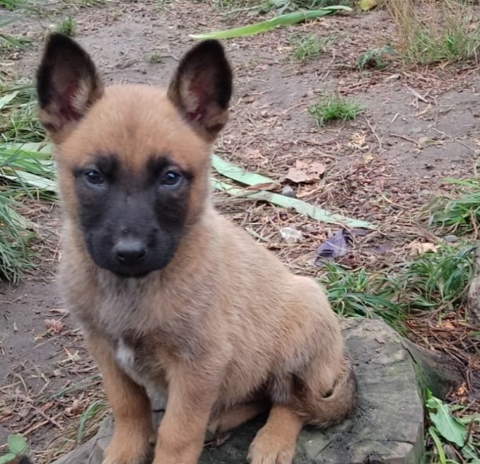 Szczenię Owczarek Belgijski Malinois