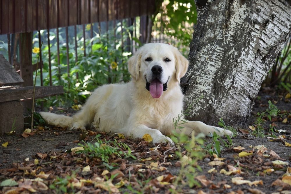 Продаеться мальчик голден