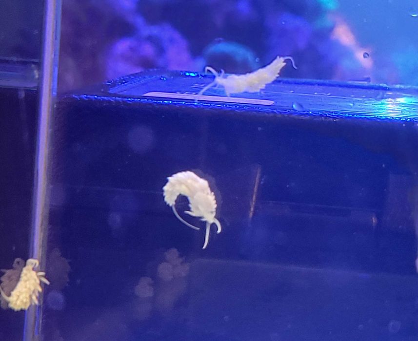 Ślimaki berghia na aiptasie . Akwarium morskie