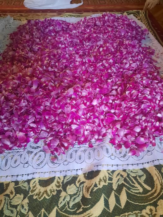 Чайна троянда( рожа) і варення з пелюсток рожі.