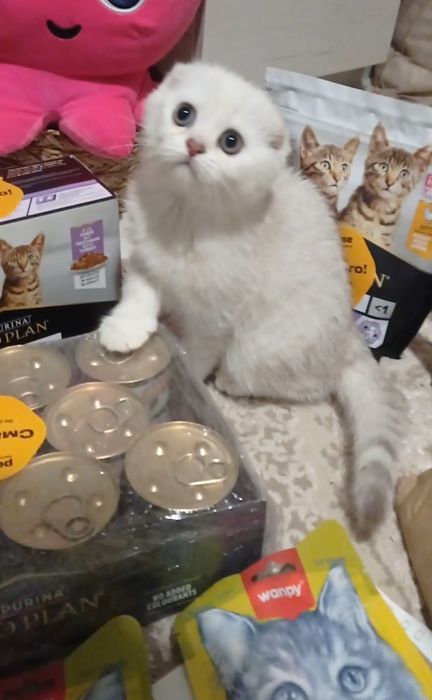 Шотландська дівчинка фолд шиншила срібло