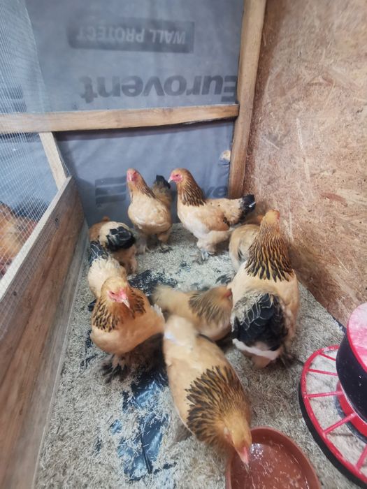 Brahma miniaturowa żółta gronostajowa czarna same kury
