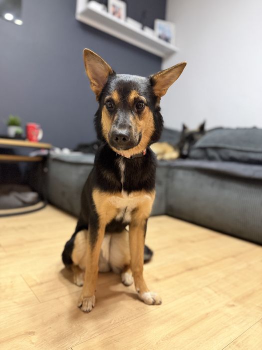 Lili 9 miesieczna suczka szuka domu