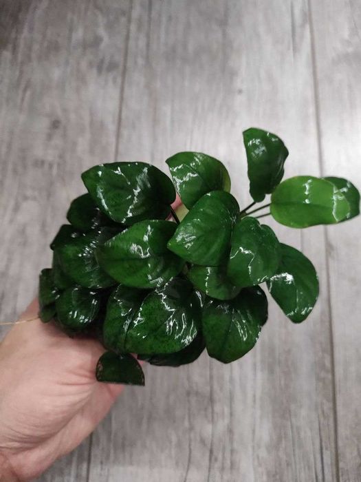 Анубіас великий кущ