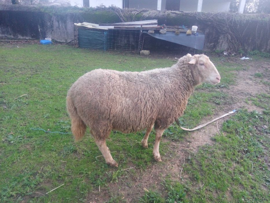 Vendo carneiro lacaune