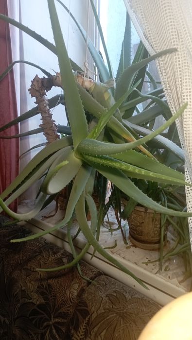 Рослина Алое вера