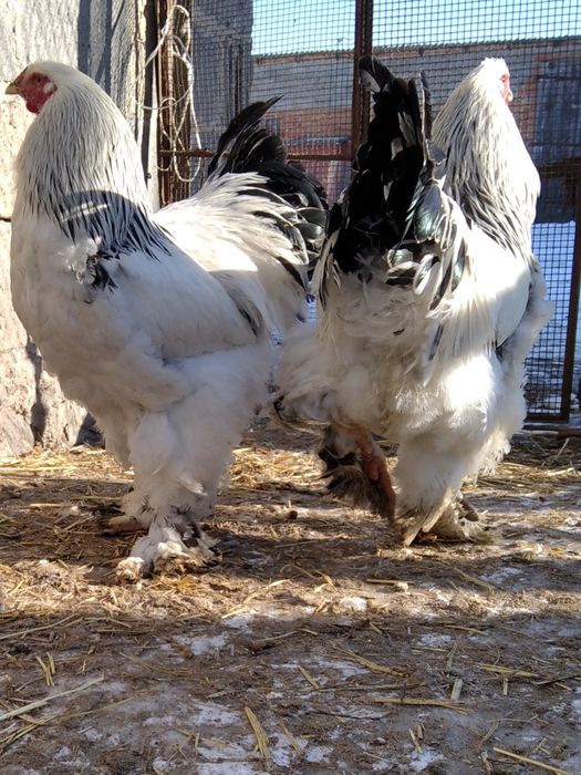 Brahma olbrzymia kury