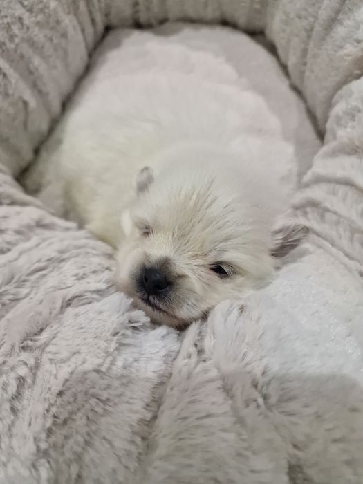 Lulu Pomerânia C/LOP Fêmea Spitz Alemão Anão