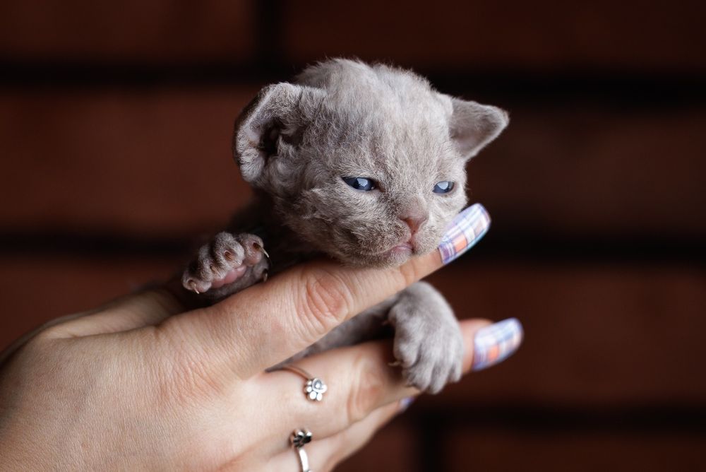 Devon rex* Dziewczynka* liliowy solid