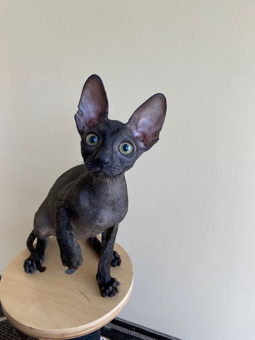 Корніш Рекс чудовий хлопчик