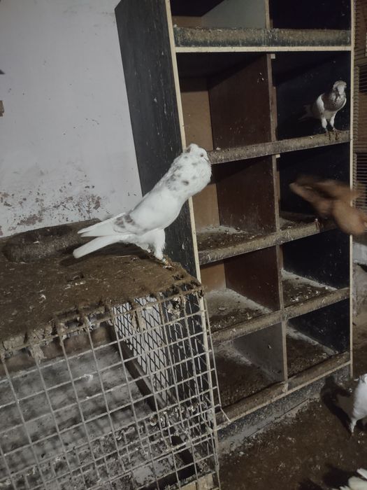 Garłacze górnośląskie koroniaste