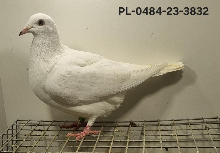 Gołębie Ludo Claessens