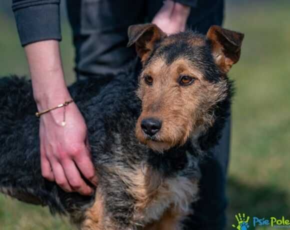 Uwielbiająca zabawę AFERA szuka domku!