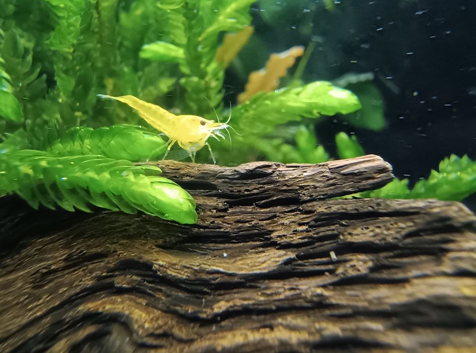 Krewetki Yellow neocaridina