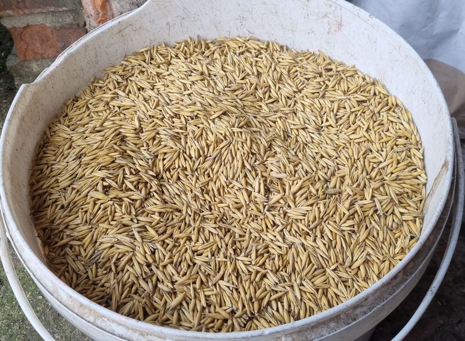 Owies jary Romulus nie bingo, nie Rambo