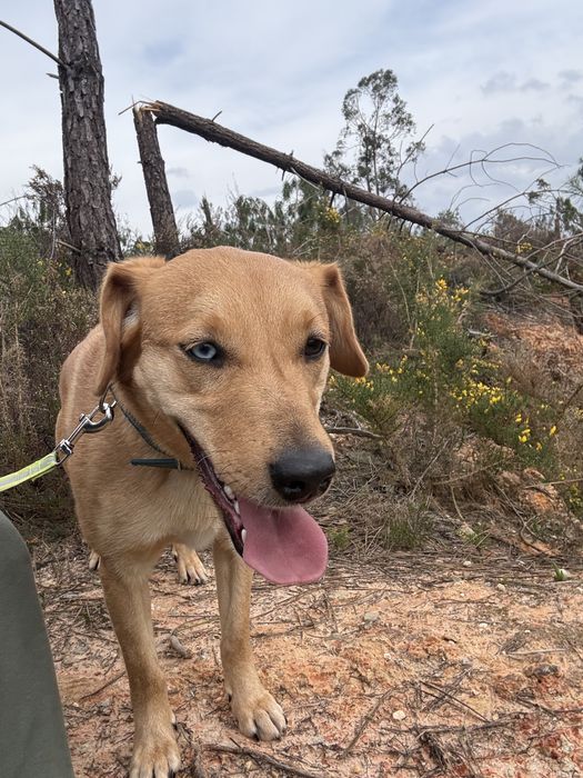 Da-sé cadela 2 anos