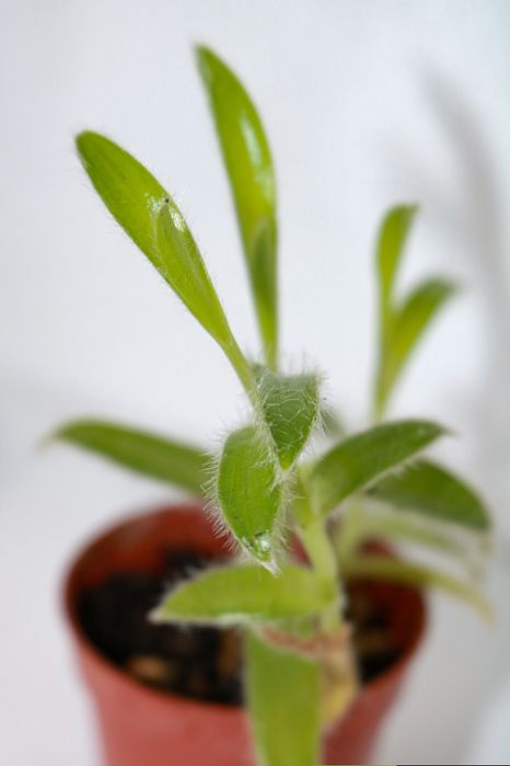 Vendo monstera e outras plantas