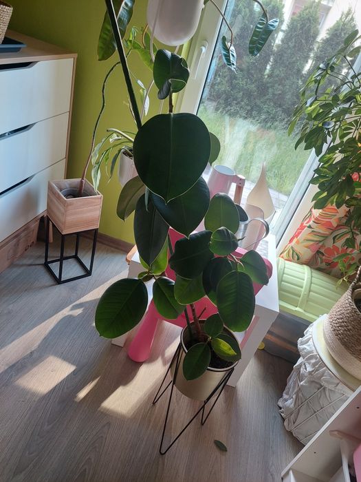 Fikus sprężysty elastica roślina kwiat duży 80 cm