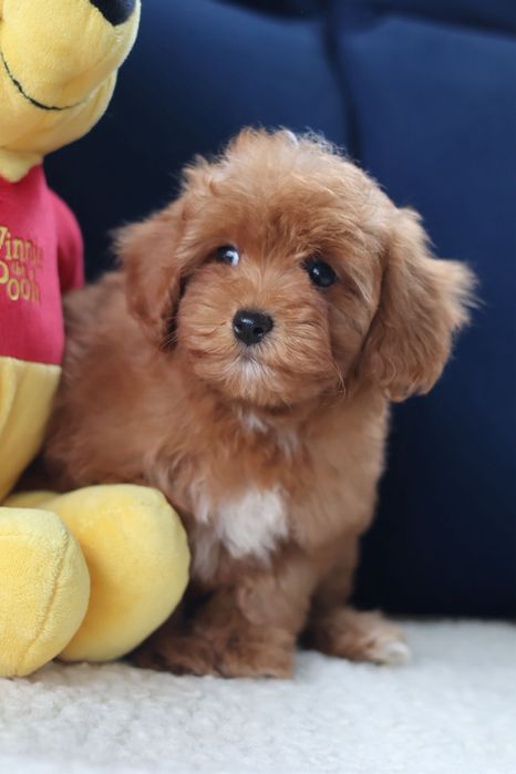 Samiec cavapoo f1b
