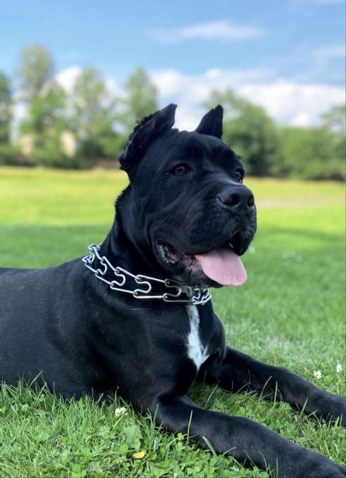 Віддам в добрі руки, кане корсо, дівчинка