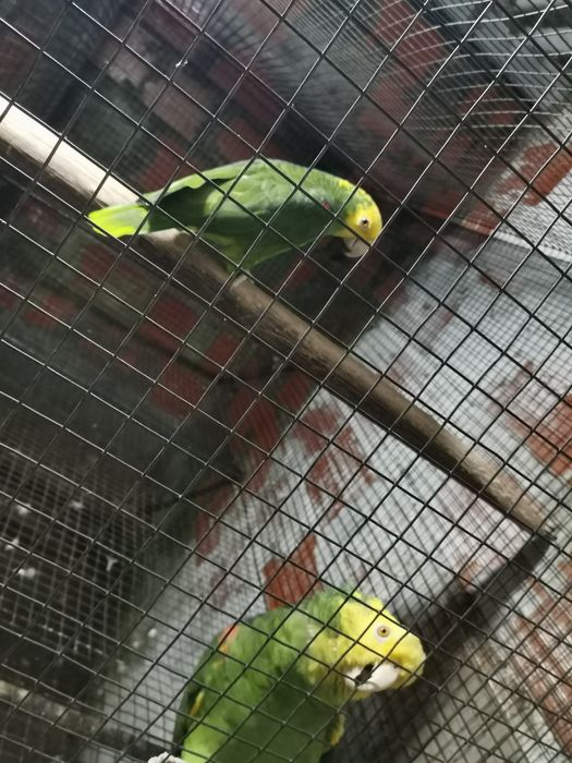 Casal adulto de Amazona oratrix 2017