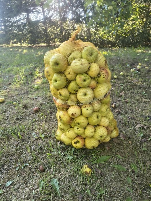 Jabłka nie pryskane