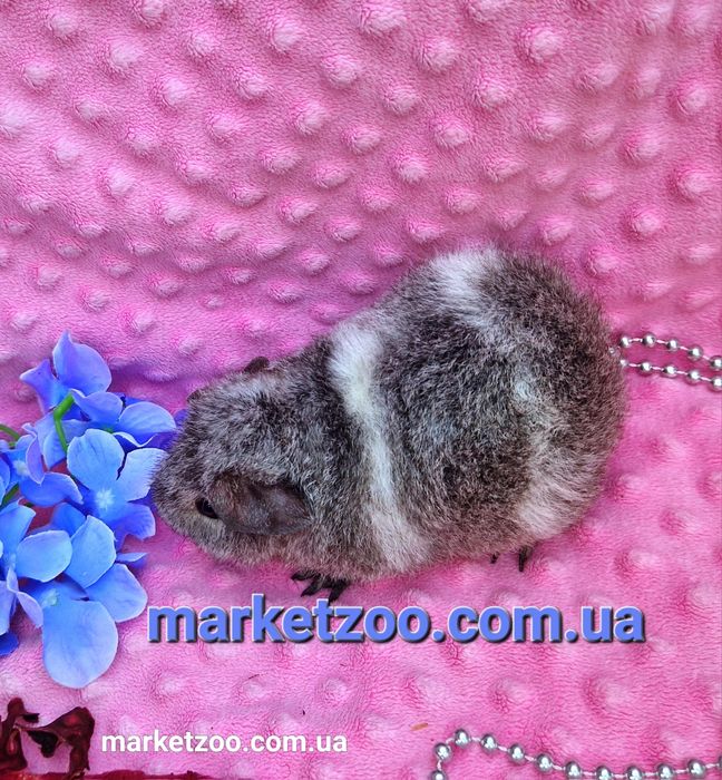 Морская свинка,морские свинки,морська свинка теддi,морськi серебро