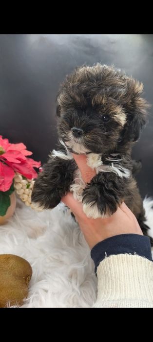 Мальтипу мальчик темный окрас