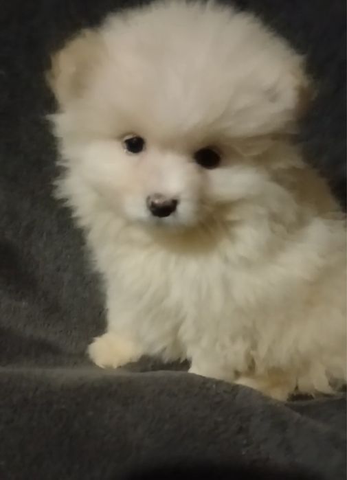 Девочка шпица.