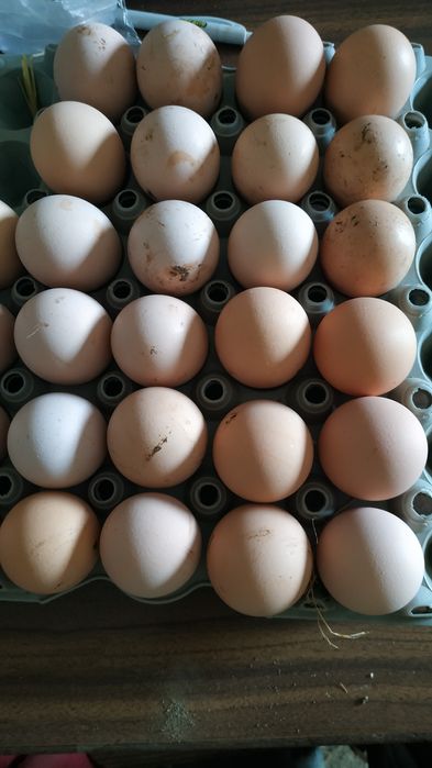 Ovos de pedres para incubação