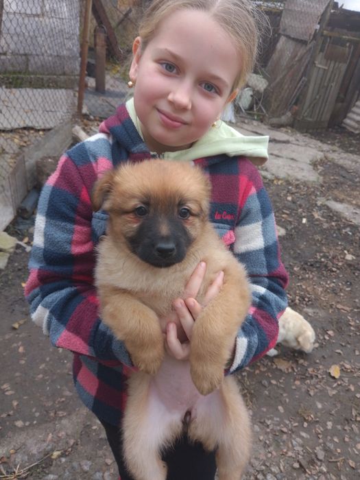 Віддам в добрі руки