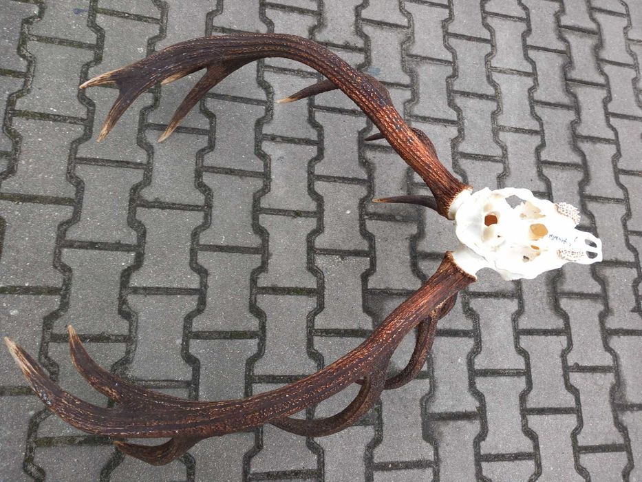 Poroże, Wieniec, Byk, Jeleń, Rogi 8 kg