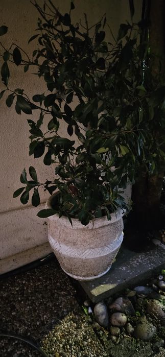 Conjunto de Vasos Decorativos / Floreiras para Jardim e Interior (Excelente Estado)