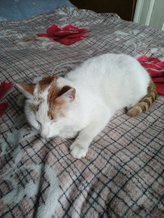 Білий з рудим КОТИК шукає родину, 1,5-2 роки