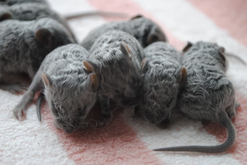 Мышки. Декоративная мышь. Мышата. Рекс