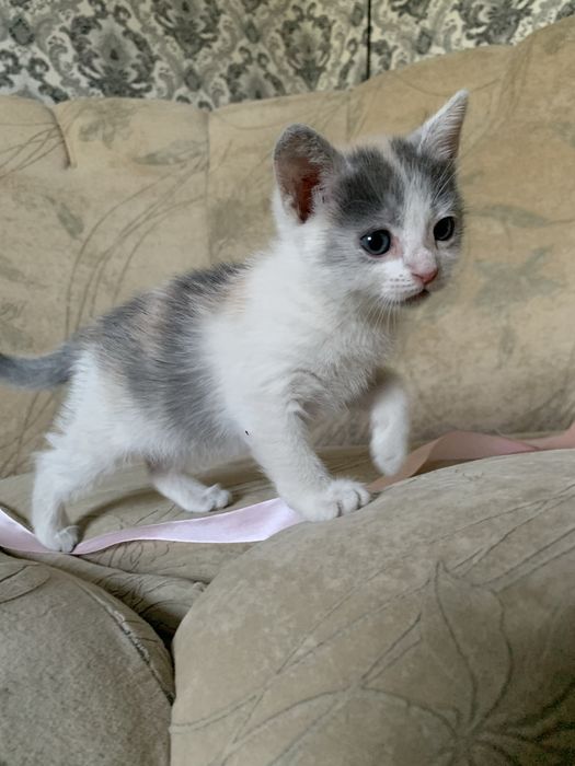 Віддам котика (дівчинка)