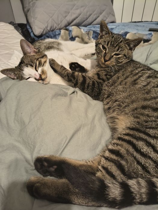 Znajdźcie mi czlowieka do pomiziania