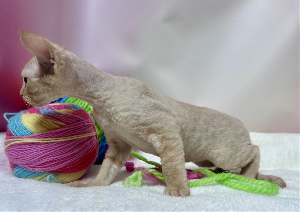 Słodki rudy kocurek devon rex, kot devon rex, FPL, FIFE