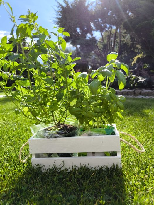 Skrzyneczka drewniana, swierk!!