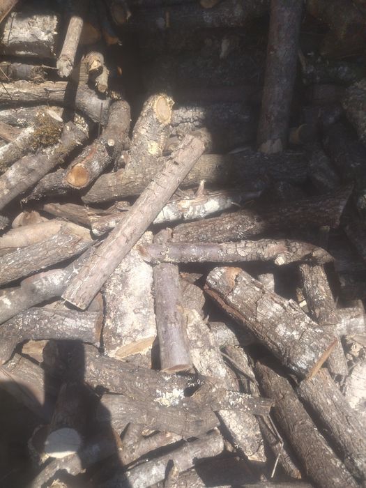 Lenha miúda e pinhas