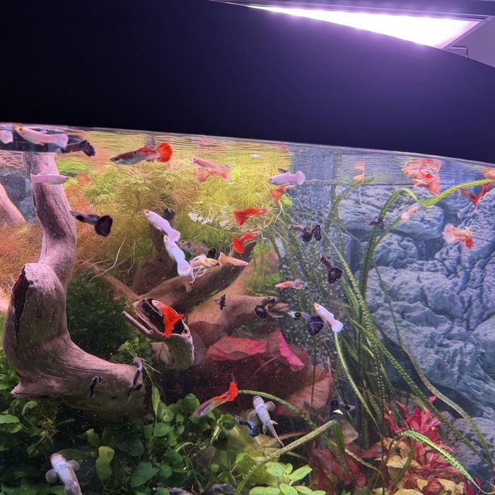 Przepiekne gupiki rasowe!!!Super cena!!!