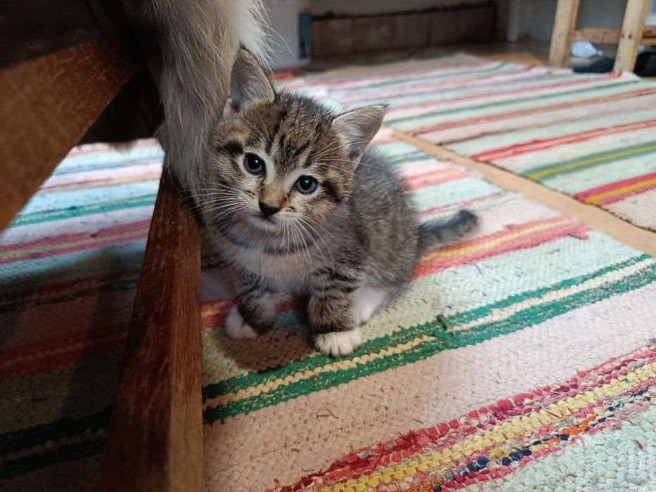 Котенок (1 мес.) Котята малыши. Отдам.