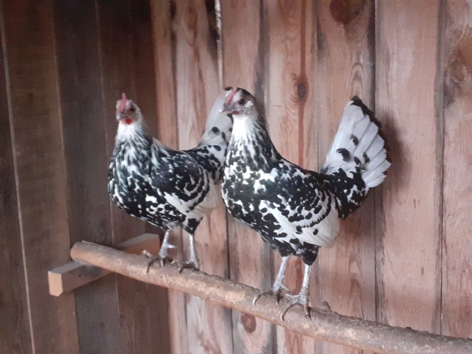 Hamburgi jaja lęgowe