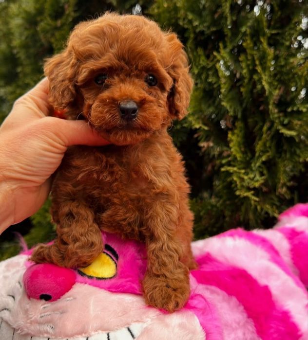 Хлопець той пудель  .ред браун